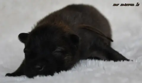 Eurasier  Chiot 8 Des Legendes De Retz