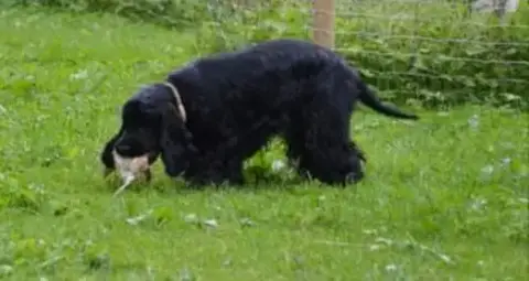 Cocker Spaniel Anglais  B... Des Adrilines D'Opale photo 3