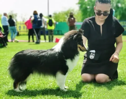 Shetland Sheepdog  Fn2 - photo 3