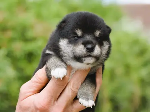 Shiba