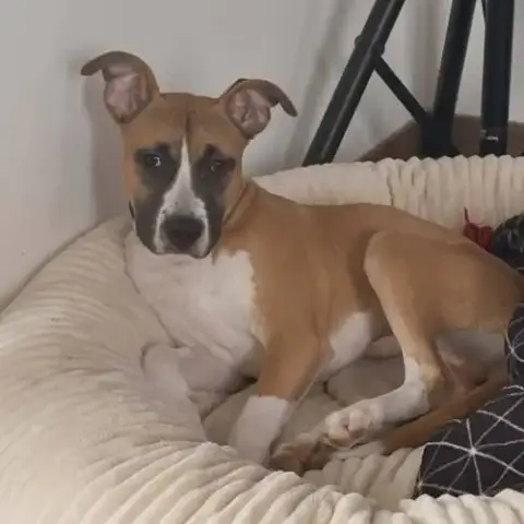 Chien Ades À L Adoption