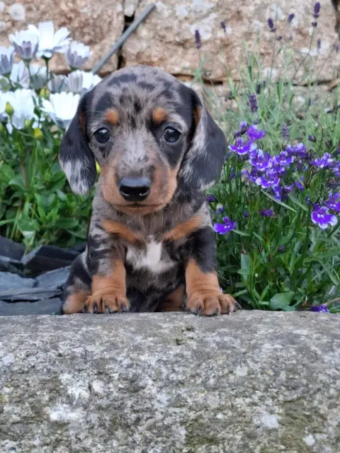 Teckel Poil Ras  Chiot Teckel Nain Lof Et Teste photo 2