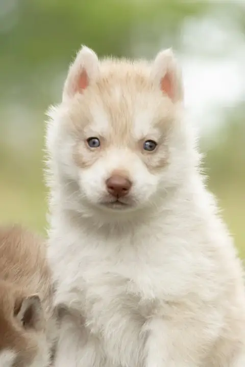 Siberian Husky  Chiot 4 Zorsky