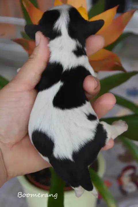 Cavalier King Charles Spaniel  Boomerang De La Plaine 9a693