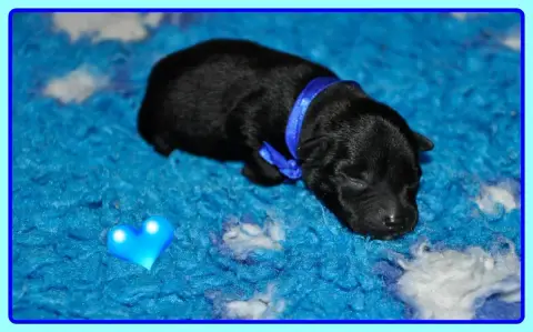 Staffordshire Bull Terrier  B............. Solfarino 2724b photo 2