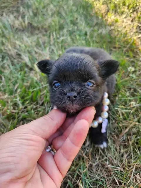 Chihuahua  Chiot N°5 Du Hameau De Selcra