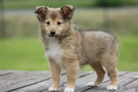 Shetland Sheepdog  Chiot N°3 De L'Angelarde photo 3