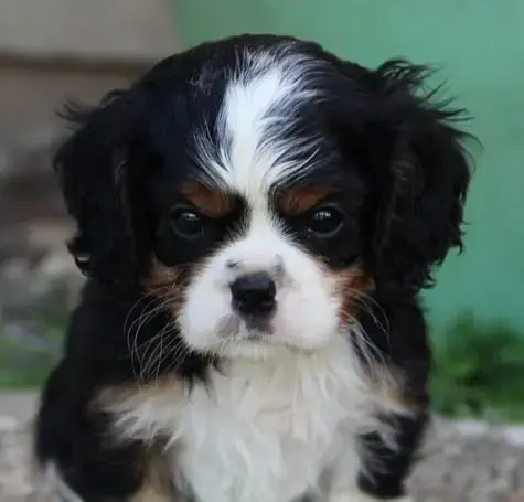 Cavalier King Charles Spaniel  Chiot N°3 Du Domaine D 21a80