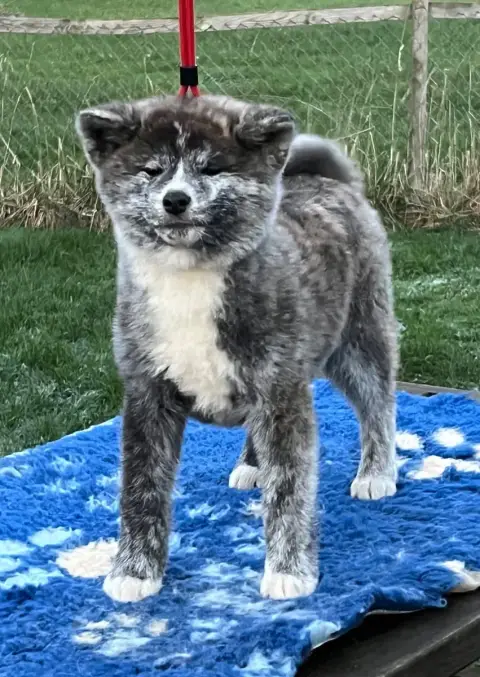 Akita  Chiot 1 No Kazoku