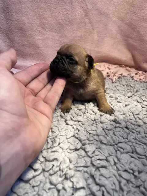 Bouledogue Français  Collier Jaune Of The Peaky'S Fre 81619