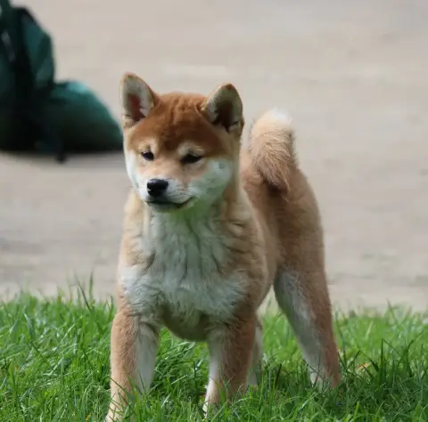Shiba  Bushiro Des Brumes De Brocéliande photo 2