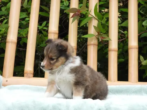 Shetland Sheepdog  Chiot N°4 Du Sapin Vert photo 3