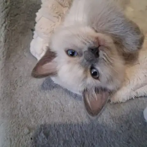 Brookie - Femelle Blue Point - Ragdoll