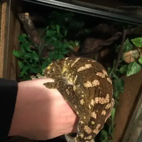 Rhacodactylus Leachianus