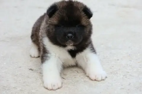 Akita Americain  Collier Bleu Du Domaine D'Amserpa