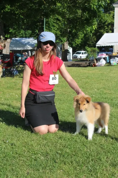 Shetland Sheepdog  Beauté Du Royaume D'Angélique photo 3