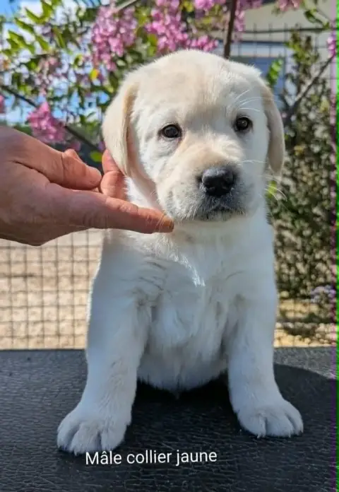 Labrador Retriever