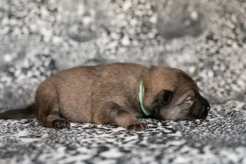 Eurasier  Miss Turquoise Les Constellations Au Clair  646fc