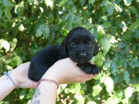 Cocker Spaniel Anglais