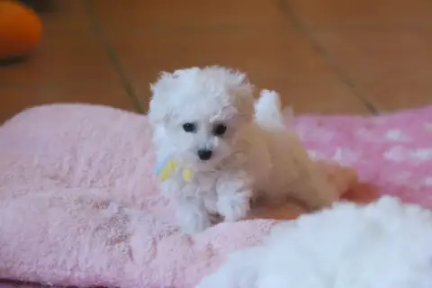 Bichon Frise 
                        Bao De La Felho 9c471 photo 2