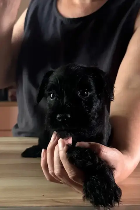 Schnauzer Miniature  Chiot 4 De Tierra Lemi photo 2