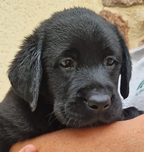 Labrador Retriever  Noire 1 Des Terres Sacrees photo 2