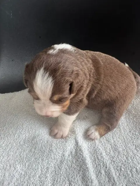 Berger Américain Miniature  Chiot N°3 Du Domaine D'Oz e4e65 photo 2