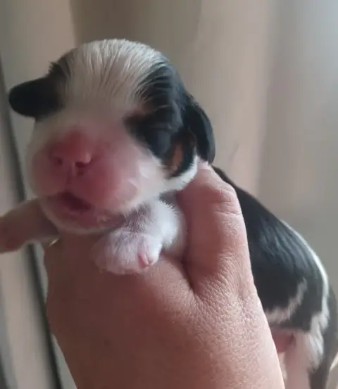 Cavalier King Charles Spaniel  Collier Bleu Du Domain 3e1b3