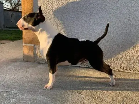 Bull Terrier  Chiot 1 By The Wall photo 3