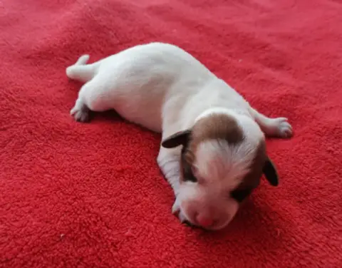 Jack Russell Terrier  B... Des Adrilines D'Opale