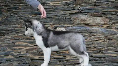 Siberian Husky  Adès Du Royaume De L'Etoile Bleue photo 2