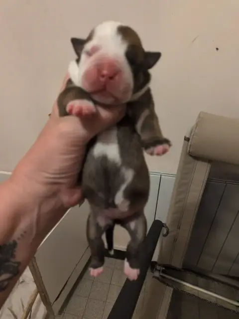 Bulldog Continental  Chiot 2 Du Paradis D'Eska