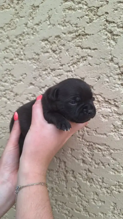 Staffordshire Bull Terrier  Chiot W3 Woody'S Original 02462
