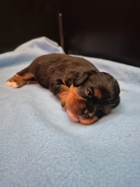 Cavalier King Charles Spaniel 
                       6b6c8