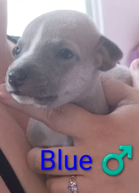 Whippet  Blue Hakuna'Matata Kipepeo