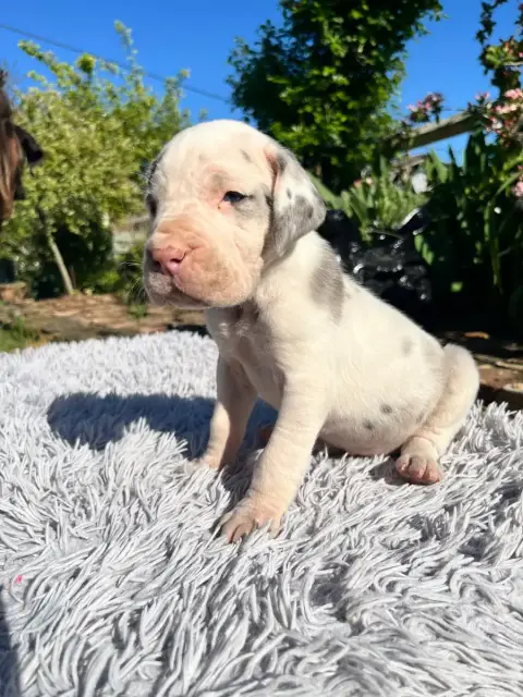 Dogue Allemand  Arlequine Sans Collier Des Terres De  15a62