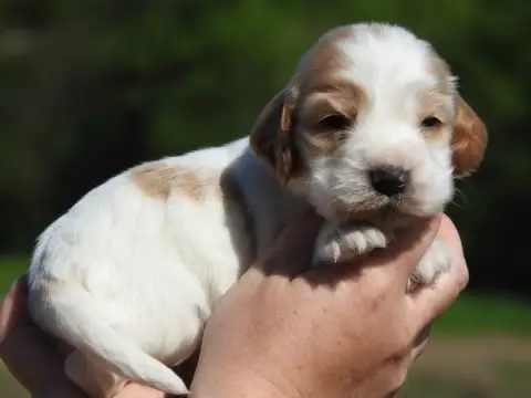 Cocker Spaniel Anglais  Mâle Orange Et Blanc Du Clos  e2575
