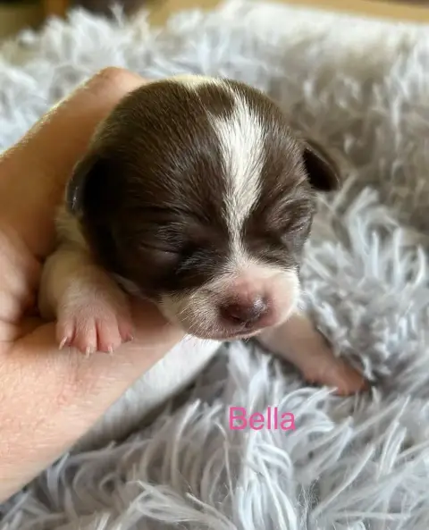 Chihuahua  Bella Des Rois Du Monde
