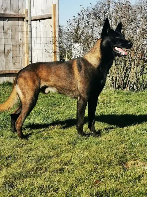 Berger Belge  Chiot N°5 Des Gardiens Légendaires photo 2