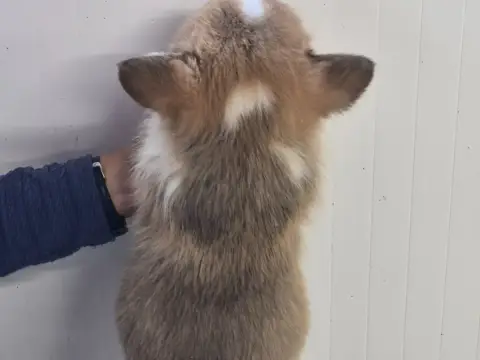 Welsh Corgi Pembroke  B... De Paline photo 2