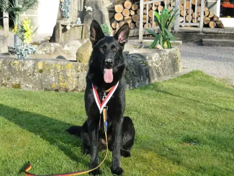 Berger Allemand  Bolt Du Glaive Noir photo 3