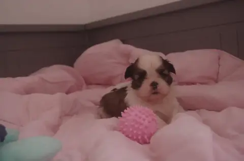 Shih Tzu  Boogie Des Tresors De Lobsang photo 2