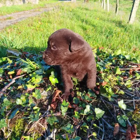 Labrador Retriever  Chiot N°4 Du Prieur De La Roche f6eab