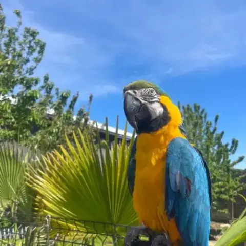 Couple Ara Ararauna