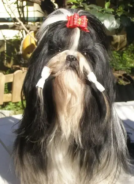 Shih Tzu  Boom Joli C Ur Des Princesses De L'Orb photo 2