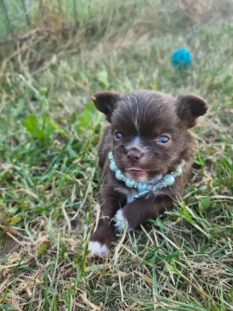 Chihuahua  Chiot N°3 Du Hameau De Selcra