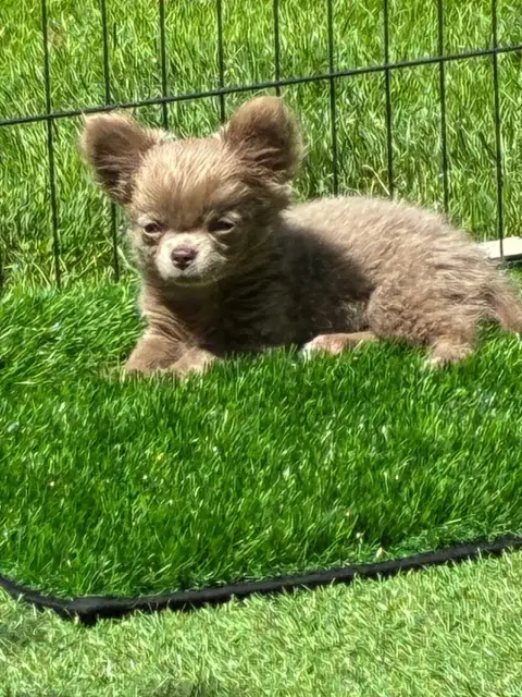 Chihuahua  Chiot N°2 The Kingdom Of The Little Red Ki 7cdb0 photo 3