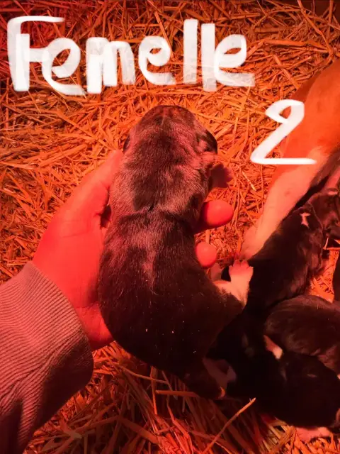 Beagle