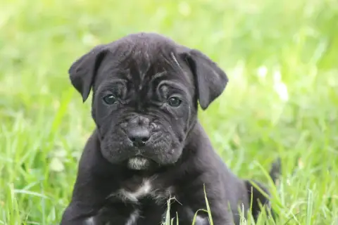 Cane Corso  Chiot N°7