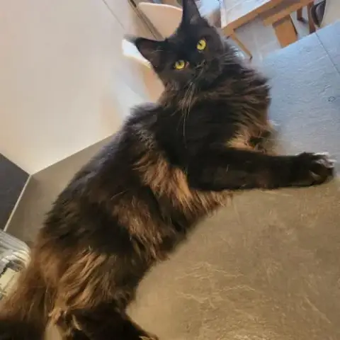 Mâle Maine Coon Reproducteur Black Solide